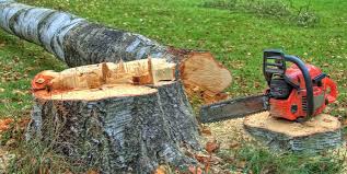 Best Hazardous Tree Removal  in Crouch Mesa, NM