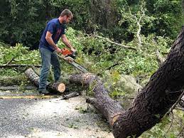 Best Tree Mulching  in Crouch Mesa, NM
