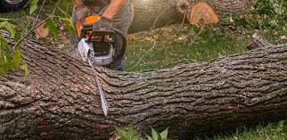 Best Soil Testing and Treatment  in Crouch Mesa, NM
