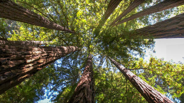 Best Commercial Tree Services  in Crouch Mesa, NM