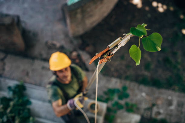 Best Leaf Removal  in Crouch Mesa, NM