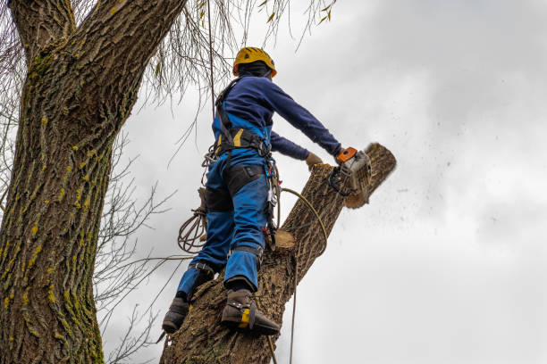 Best Hazardous Tree Removal  in Crouch Mesa, NM