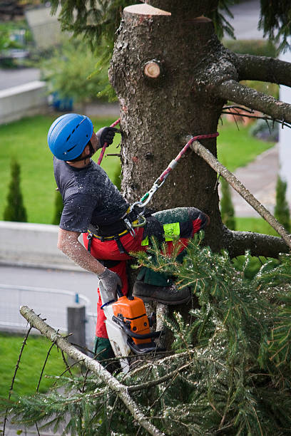 Best Tree Removal  in Crouch Mesa, NM