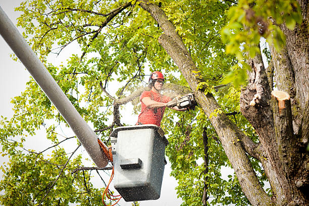 Best Root Management and Removal  in Crouch Mesa, NM