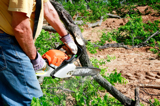 Best Weed Control  in Crouch Mesa, NM
